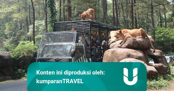 Rekomendasi 4 Kebun Binatang di Jawa Timur, Salah Satunya Terbaik di